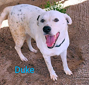 Photo of Duke