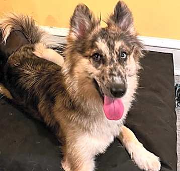 Photo of Loba