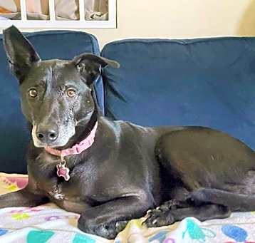 Photo of Shelly (Taiwan FMD mixed)