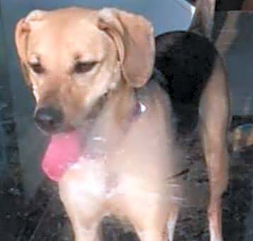 Photo of Sammy-watch video