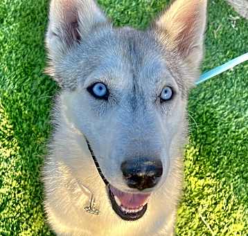Photo of Cato