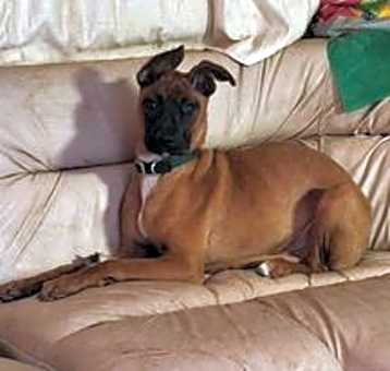 Photo of Louie