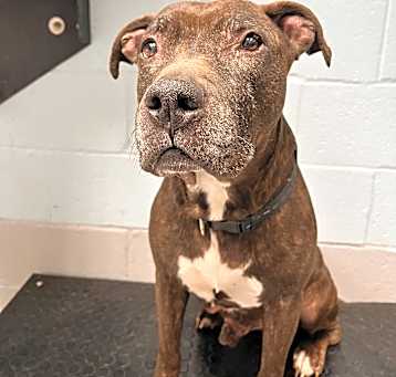 Photo of Goliath