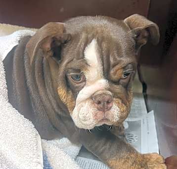 Photo of Edgar (Special Needs)