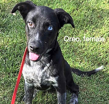 Photo of Oreo