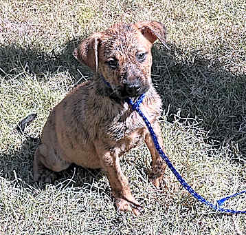 Photo of Tigger