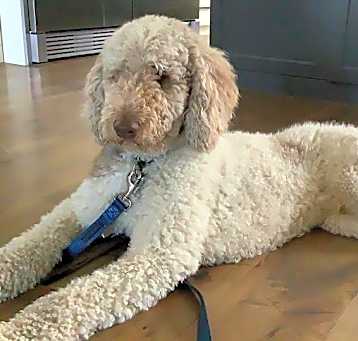 Photo of Boomer