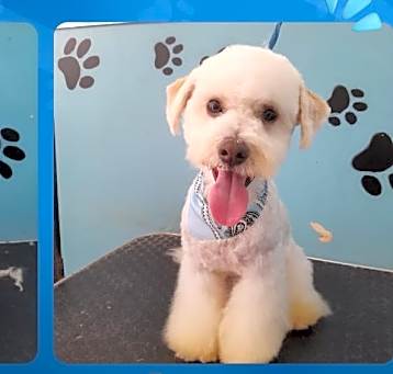 Photo of Adorable Chester