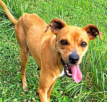 Photo of Sweet Pea