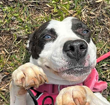 Photo of Patches