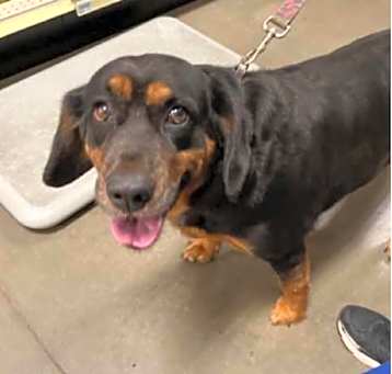 Photo of Piper