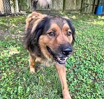 Photo of Bear