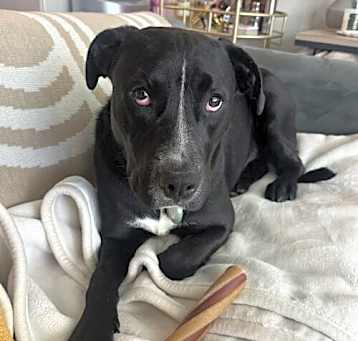 Photo of Colt