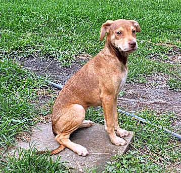 Photo of Piper
