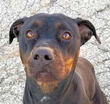 Photo of Bubba