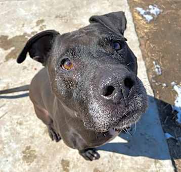 Photo of Moose