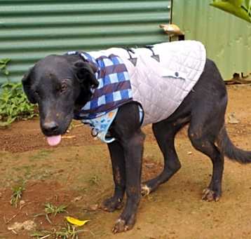 Photo of Cooper