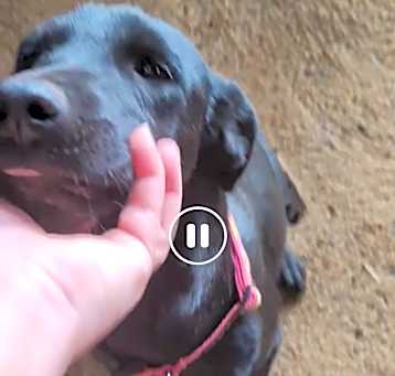 Photo of Missie