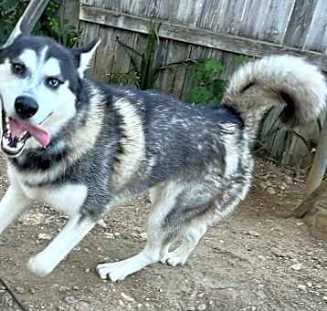 Photo of Shadow