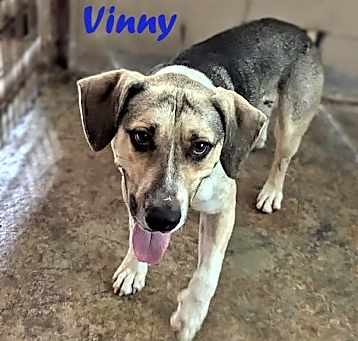 Photo of Vinny