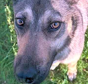 Photo of Penelope (Penny)