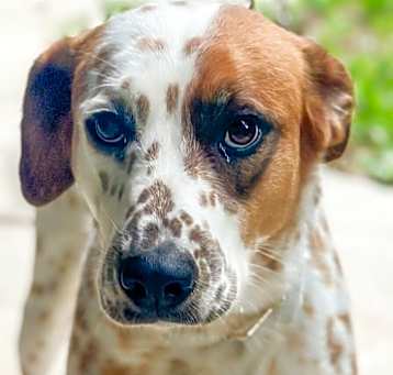 Photo of Skyler (Cross Post)