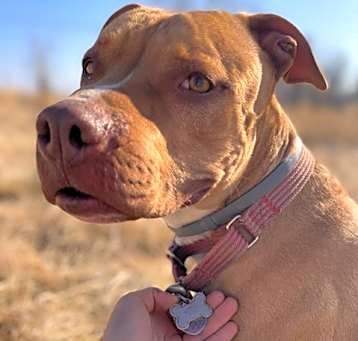 Photo of Dolce