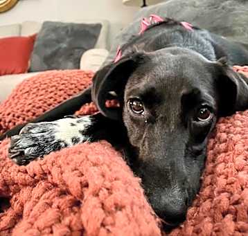 Photo of Junebug