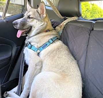 Photo of Dimka