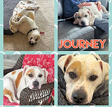 Photo of Journey