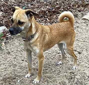 Photo of Vixen