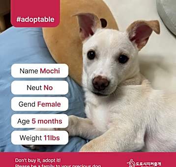 Photo of Mochi (D)