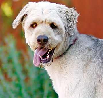Photo of Marigold