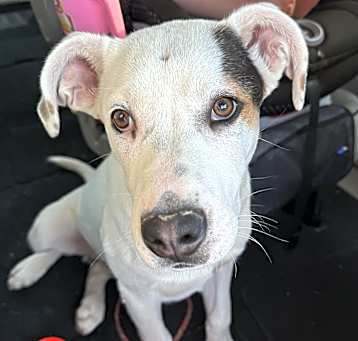 Photo of Ryder