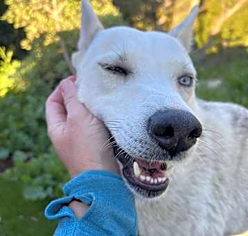 Photo of Snow Bella
