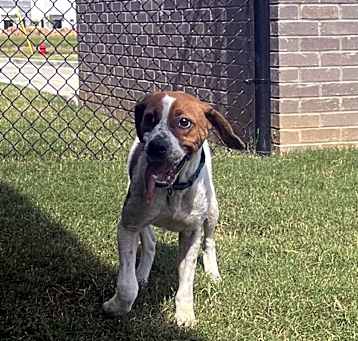 Photo of Paisley