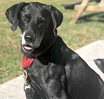 Photo of Bazooka  *Sponsored Adoption