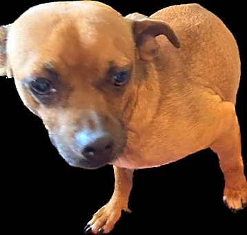 Photo of Butch