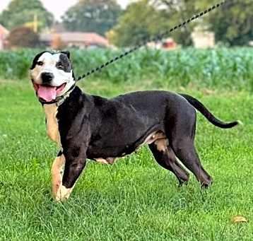 Photo of Starry