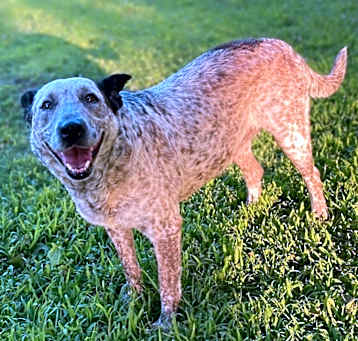 Photo of Cookie