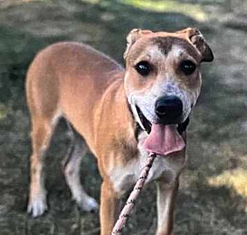 Photo of Archie