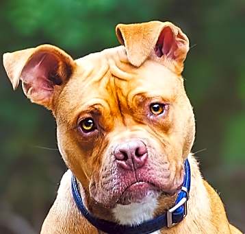Photo of Rocco