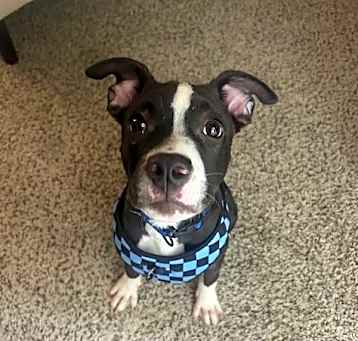 Photo of ZCL-D-Sweet Boy