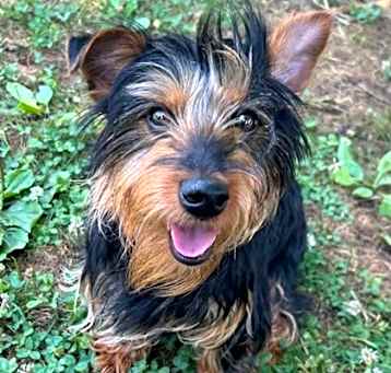 Photo of Remy