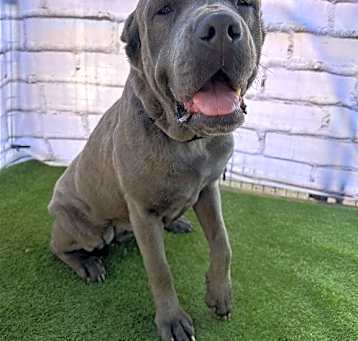 Photo of Sassy  ADOPTION PENDING