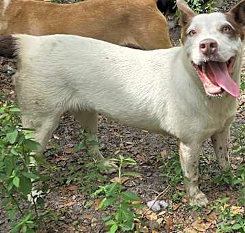Photo of Bandit