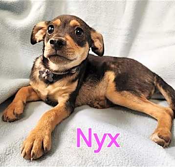 Photo of Nyx