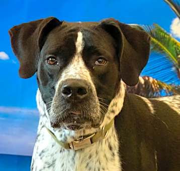 Photo of Harley