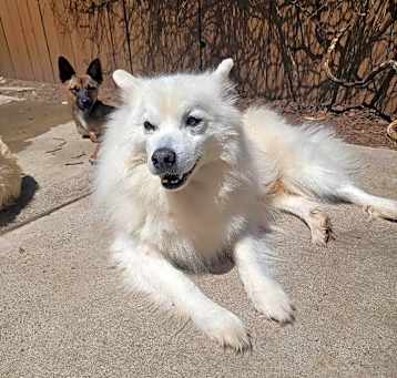 Photo of Loki