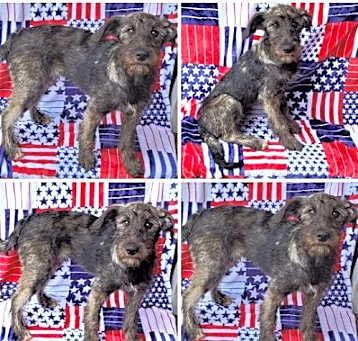 Photo of HOWARD 'ELKIPOO'